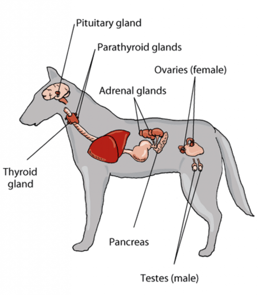 what does a tumor on the pituitary gland on a dog mean