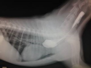 XRAY-PRAA-300x225