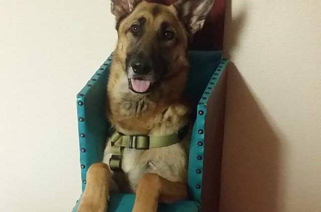 For the Love of A Dog