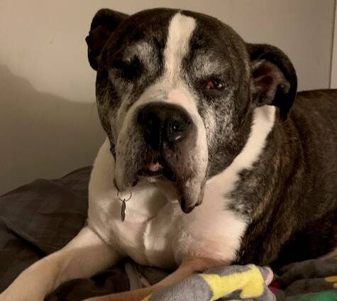 Megaesophagus: Deadly Doggy Illness the AVMA Needs to Do Better On