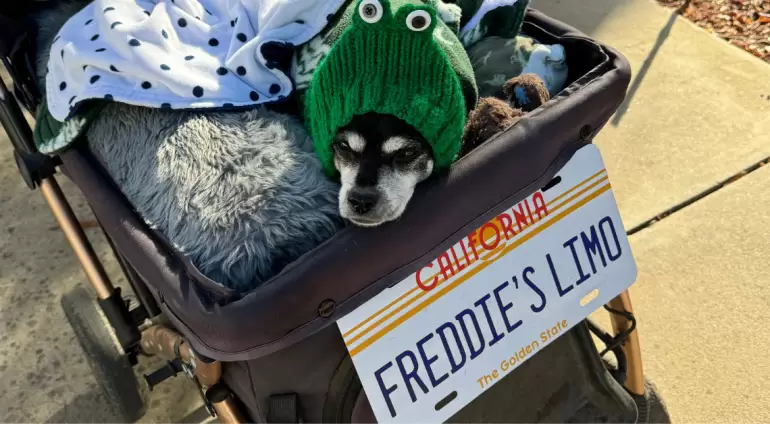 An introduction to My Freddie Life