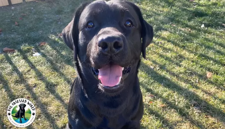 Quill’s Myasthenia Gravis